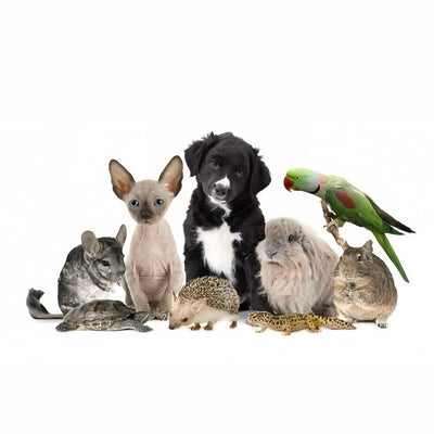 Upload Your’s Pet Picture