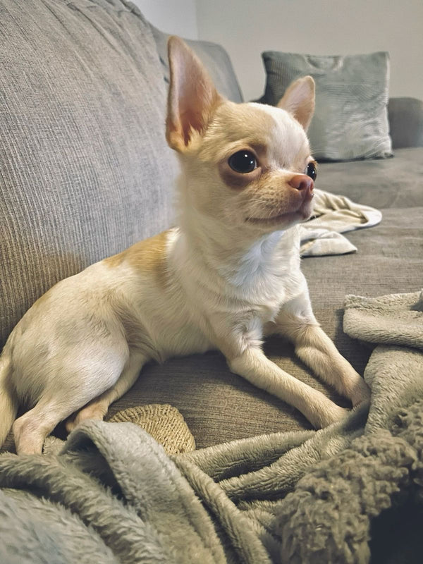 Before transformation